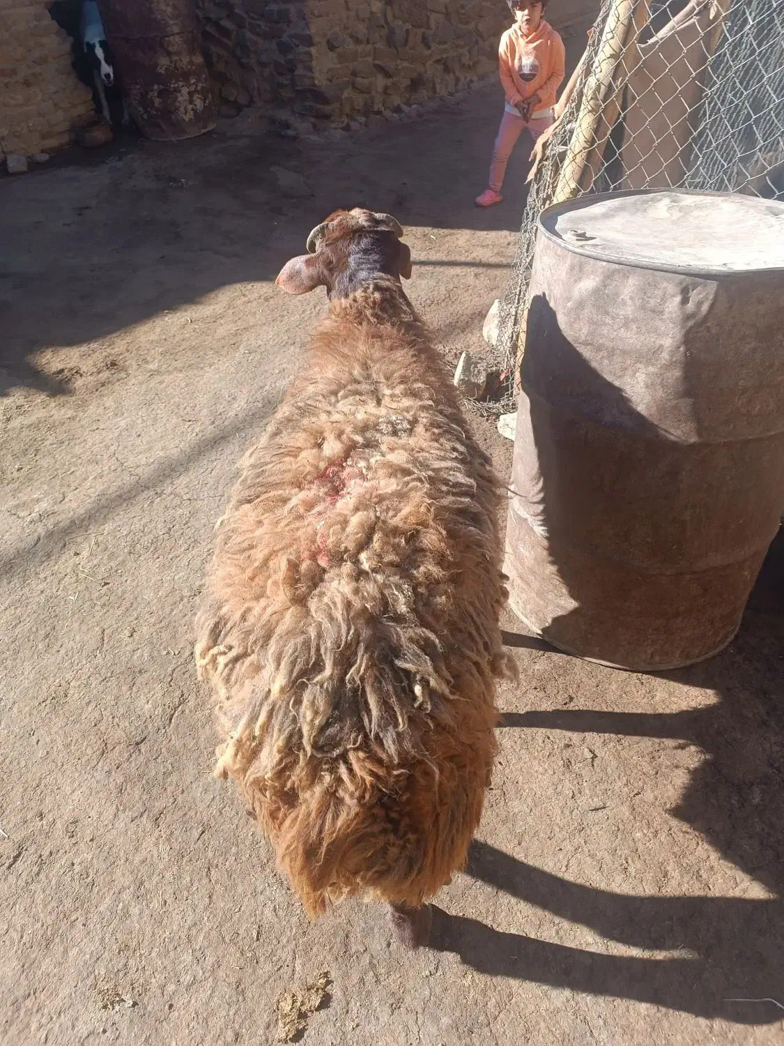 بره نر سالم به شرط هم برای قصابی وهم برای نگهداری|حیوانات مزرعه|ملایر, |دیوار