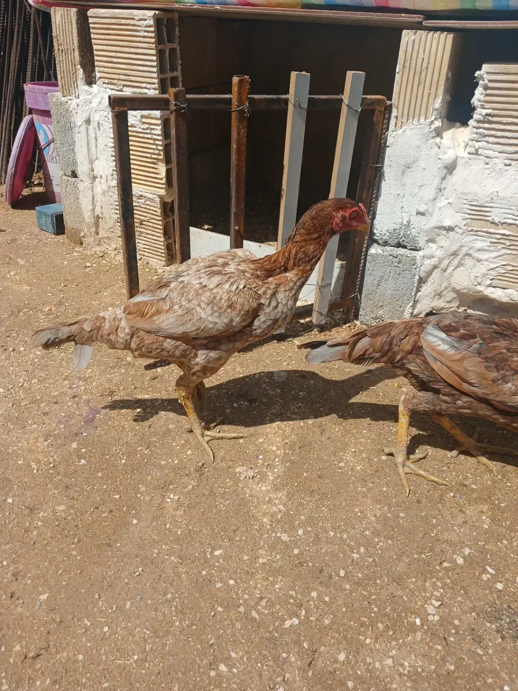 مرغ لاری فروشی|حیوانات مزرعه|سرپل ذهاب, |دیوار