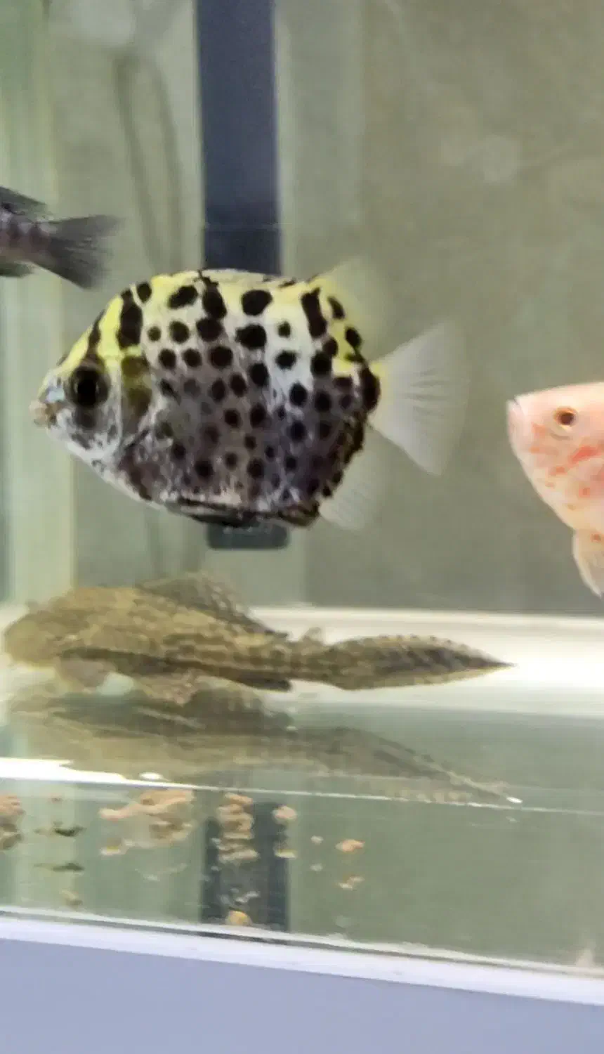 ماهی اسکات|ماهی|امیدیه, |دیوار