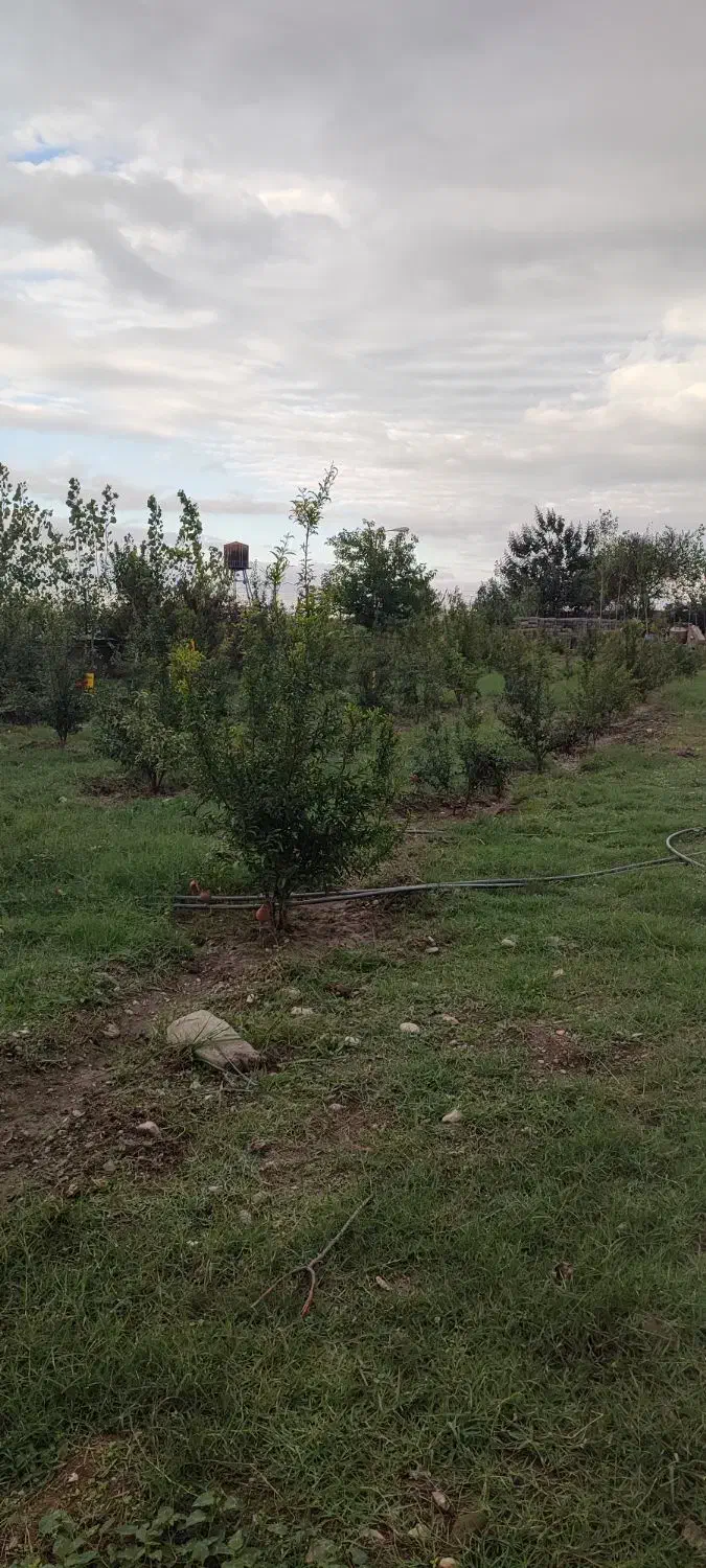 فروش زمین مناسب برای مرغداری گوشتی|فروش دفتر صنعتی، کشاورزی، تجاری|آق قلا, |دیوار