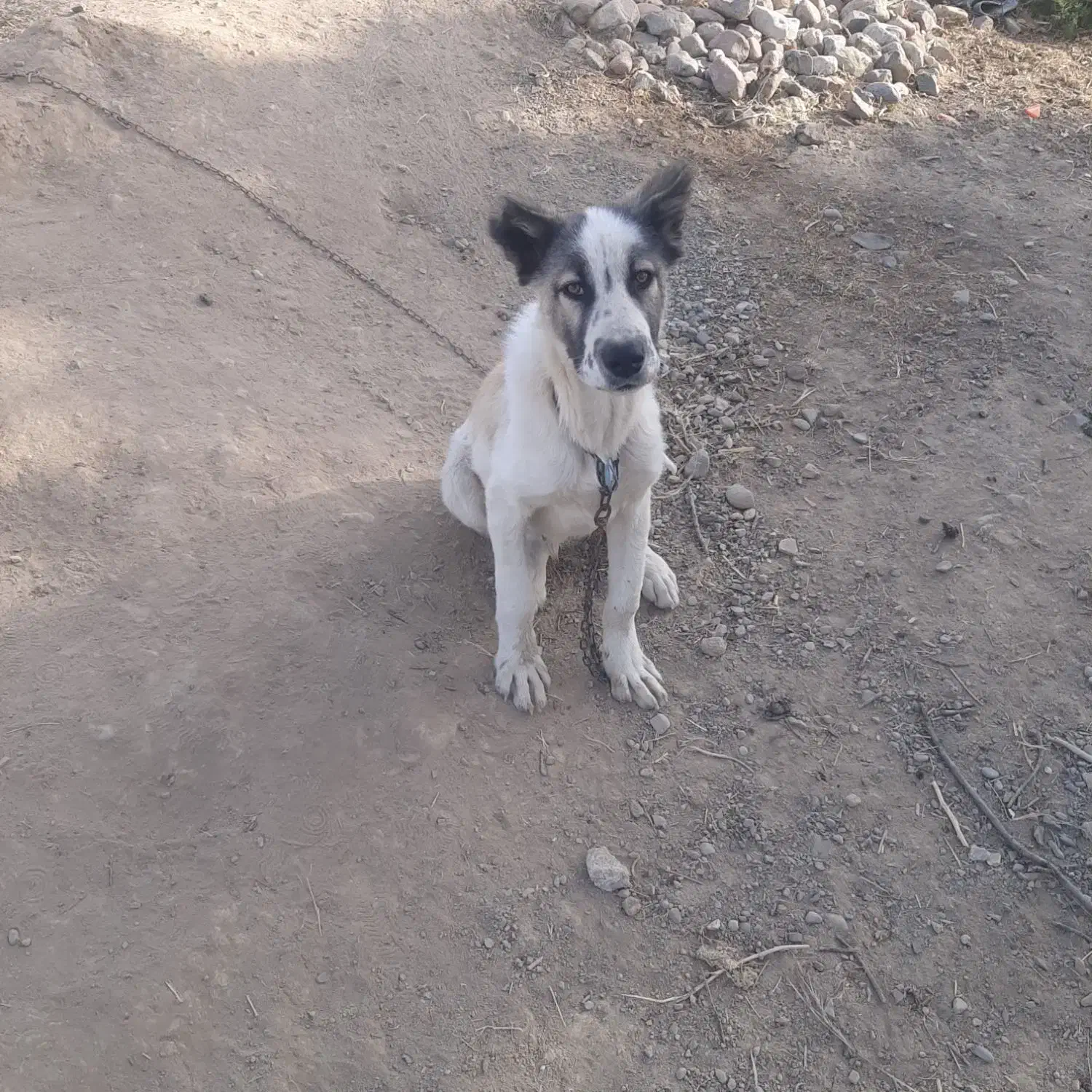 سگ نر سرابی هفت ماهه|سگ|صوفیان, |دیوار