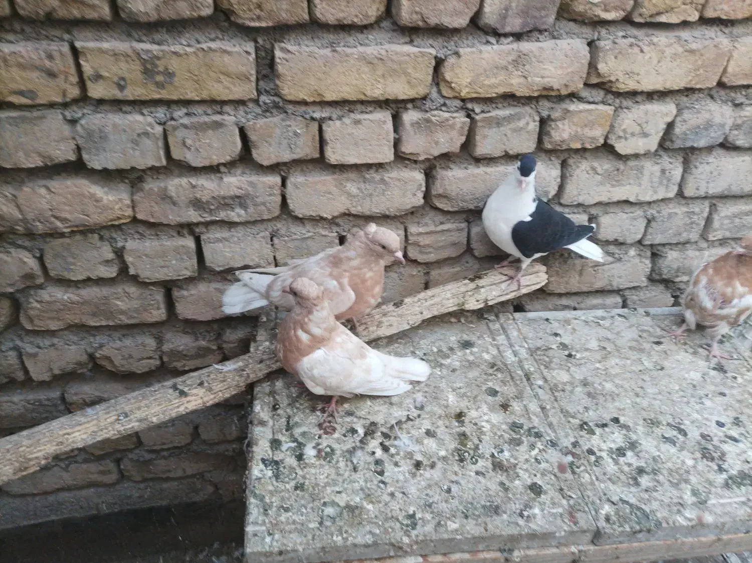 دم سفید ماده جوجه کله زرد|پرنده|مشهد, نیروی هوایی|دیوار