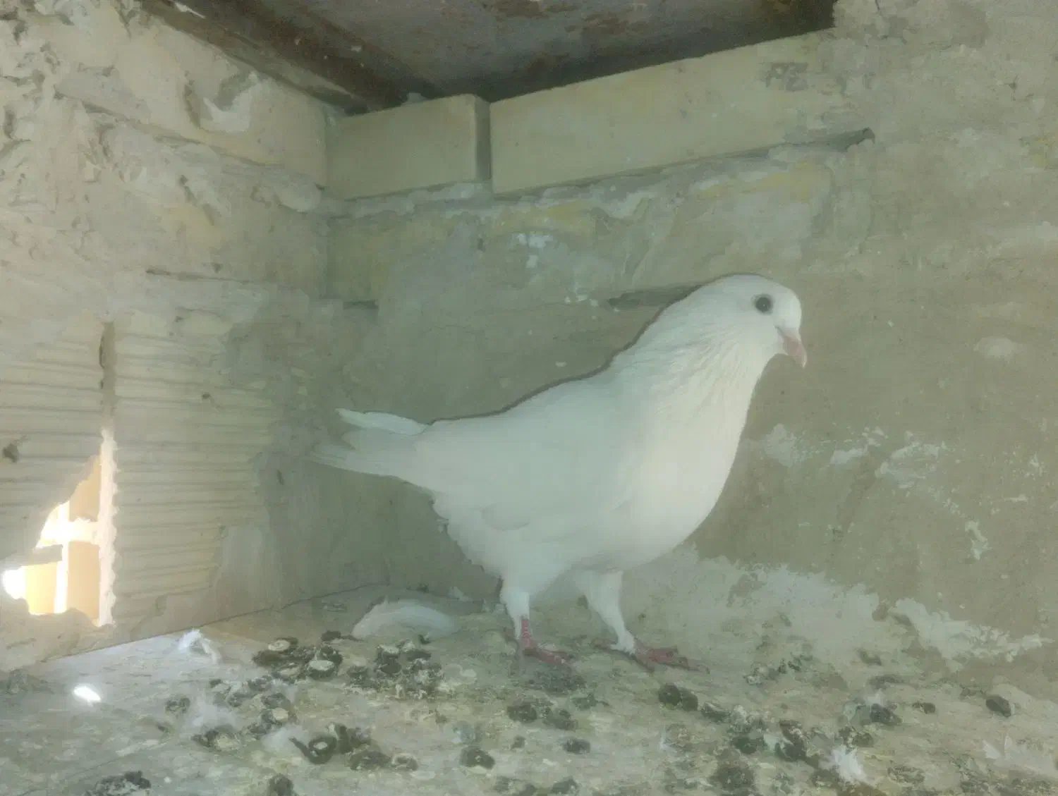 دو عدد کبوتر سفید|پرنده|سنندج, |دیوار