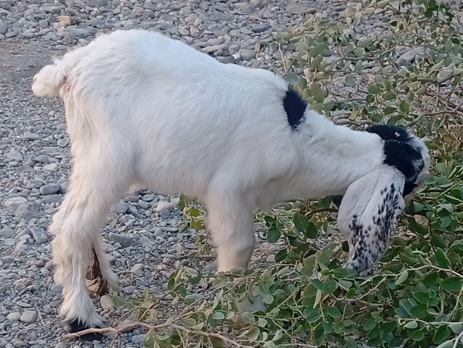 بزغاله ماده|حیوانات مزرعه|ایرانشهر, |دیوار