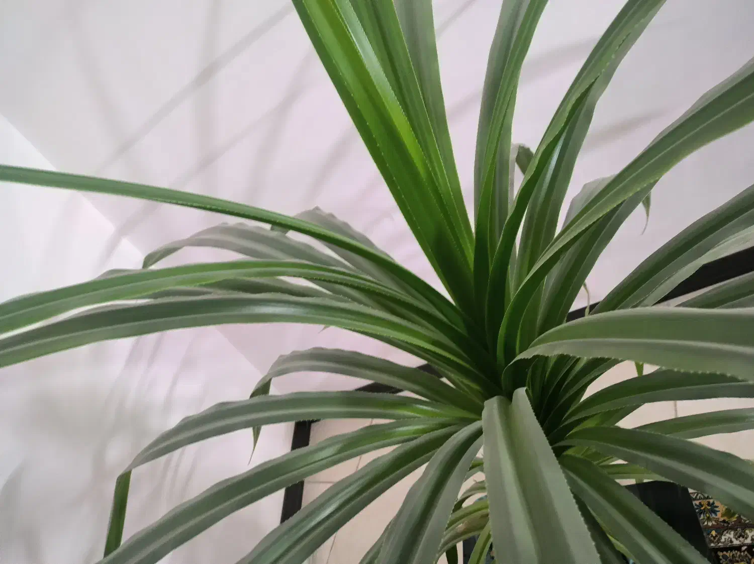 گل پاندانوس 7ساله|گل و گیاه طبیعی|قم, انسجام|دیوار