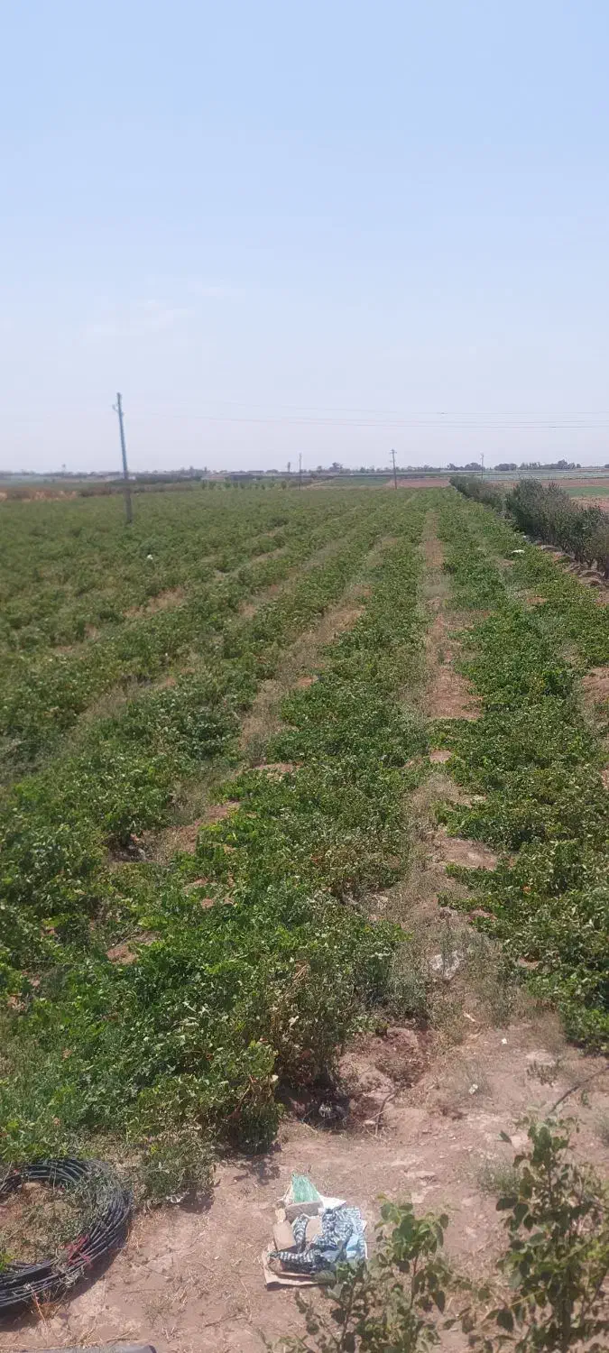 کشاورزی مزرعه ۲۱ هکتاری|فروش دفتر صنعتی، کشاورزی، تجاری|دشتابی, |دیوار