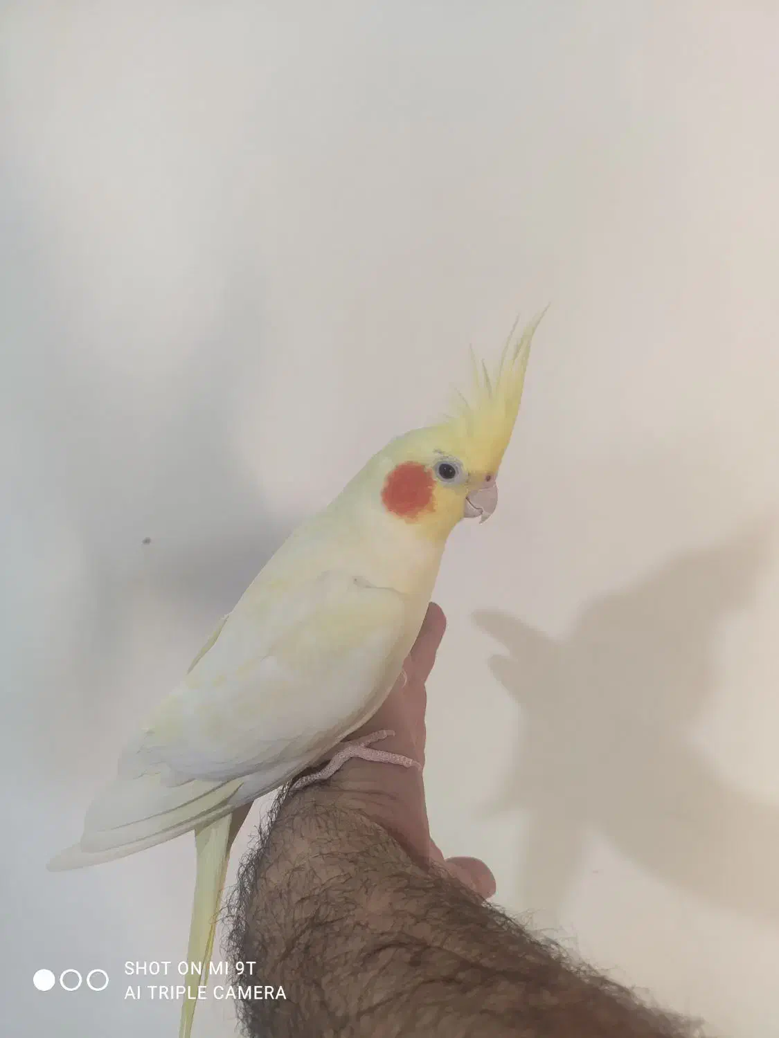 عروس هلندی|پرنده|مهاباد (آذربایجان غربی), |دیوار