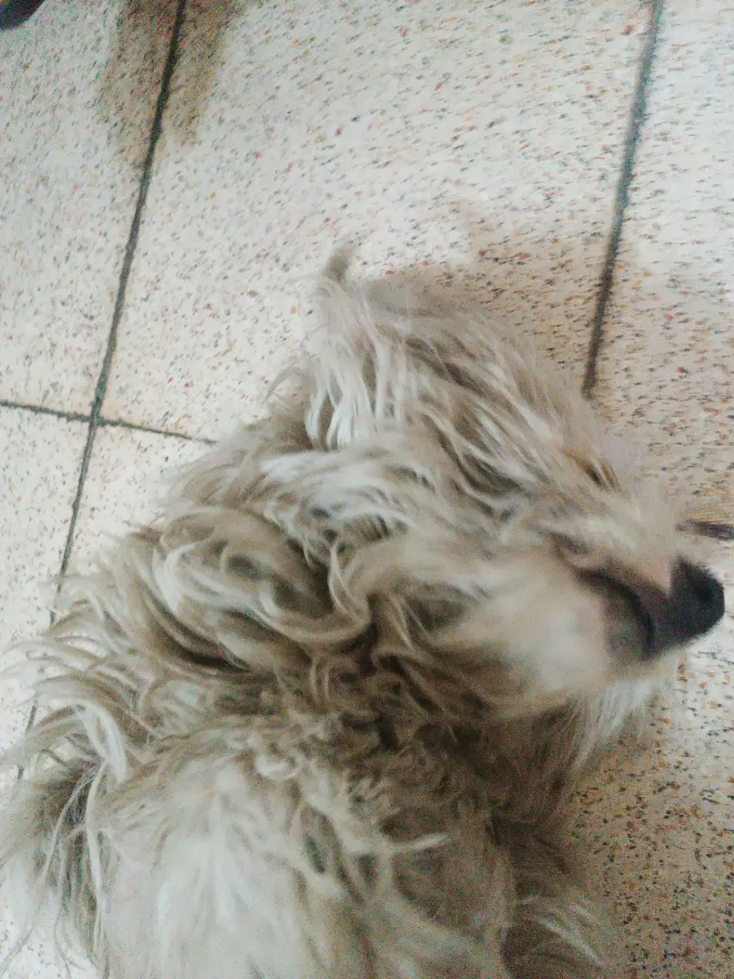 پیدا شده است|حیوانات|نجف‌آباد, شریعتی غربی|دیوار