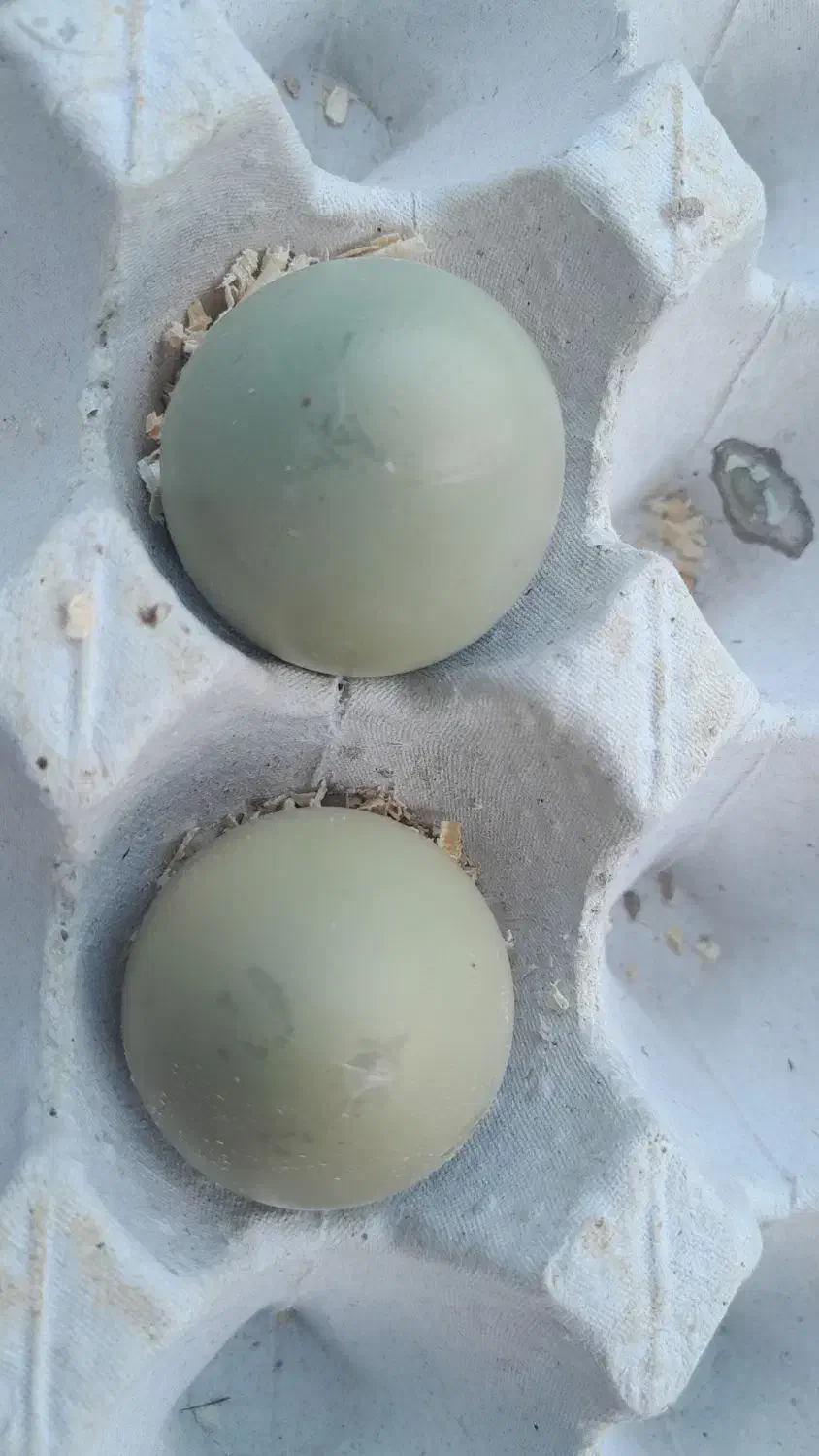 تخم نطفه دار پرنده زینتی|پرنده|اصفهان, احمدآباد|دیوار