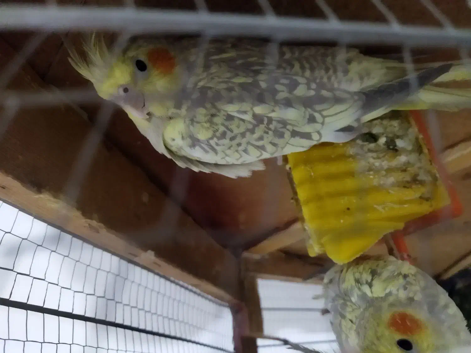 عروس هلندی|پرنده|خاوران, |دیوار