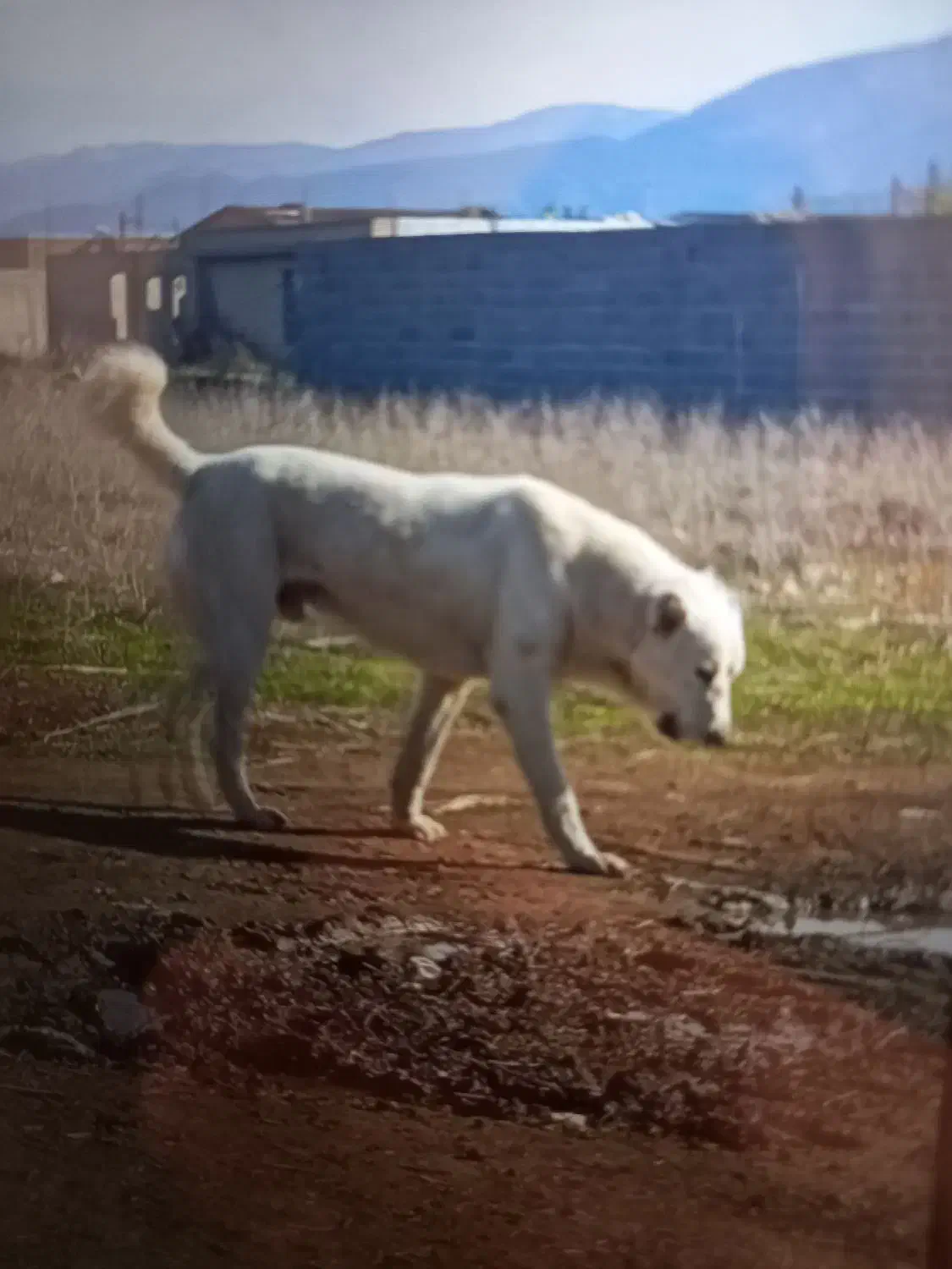 سگ نر|سگ|تاتار علیا, |دیوار