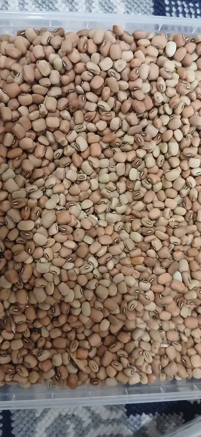 فروش لوبیا آشی|خوردنی و آشامیدنی|دره شهر, |دیوار