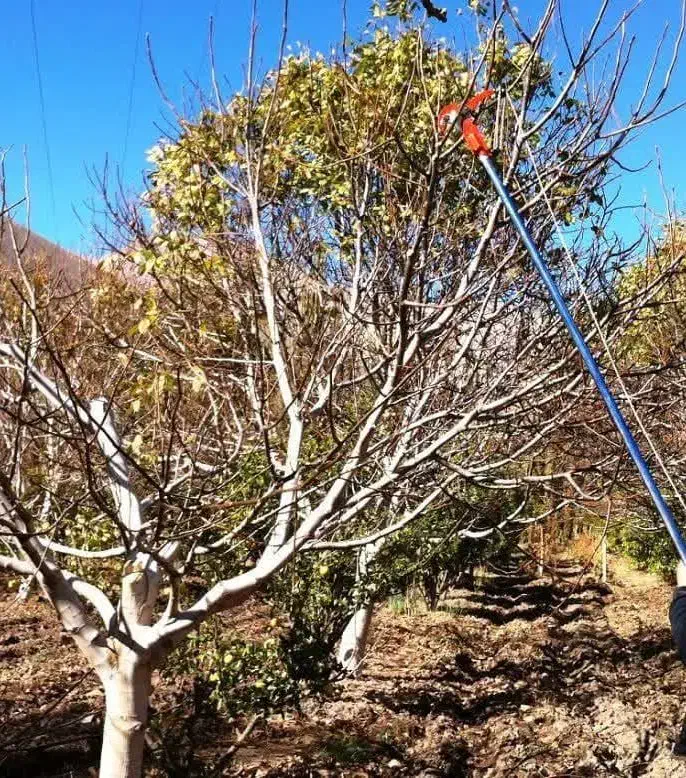 فروش چوب  درخت باغ سیاه ریشه|عمده‌فروشی|نگار, |دیوار