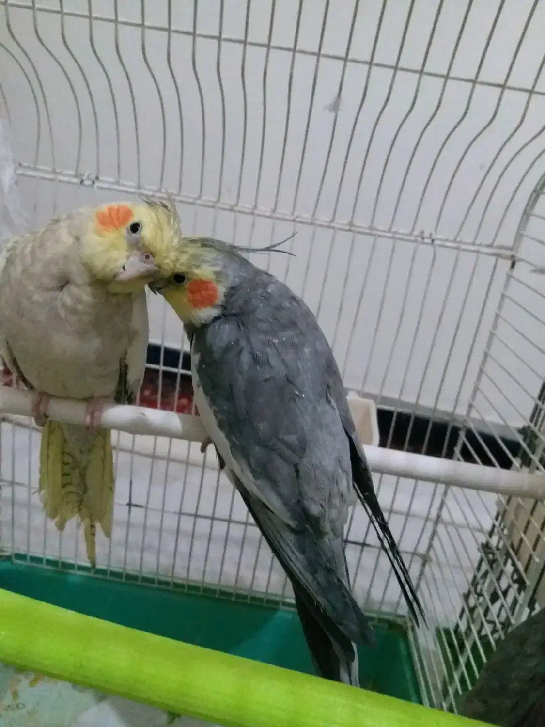 عروس هلندی|پرنده|صحنه, |دیوار