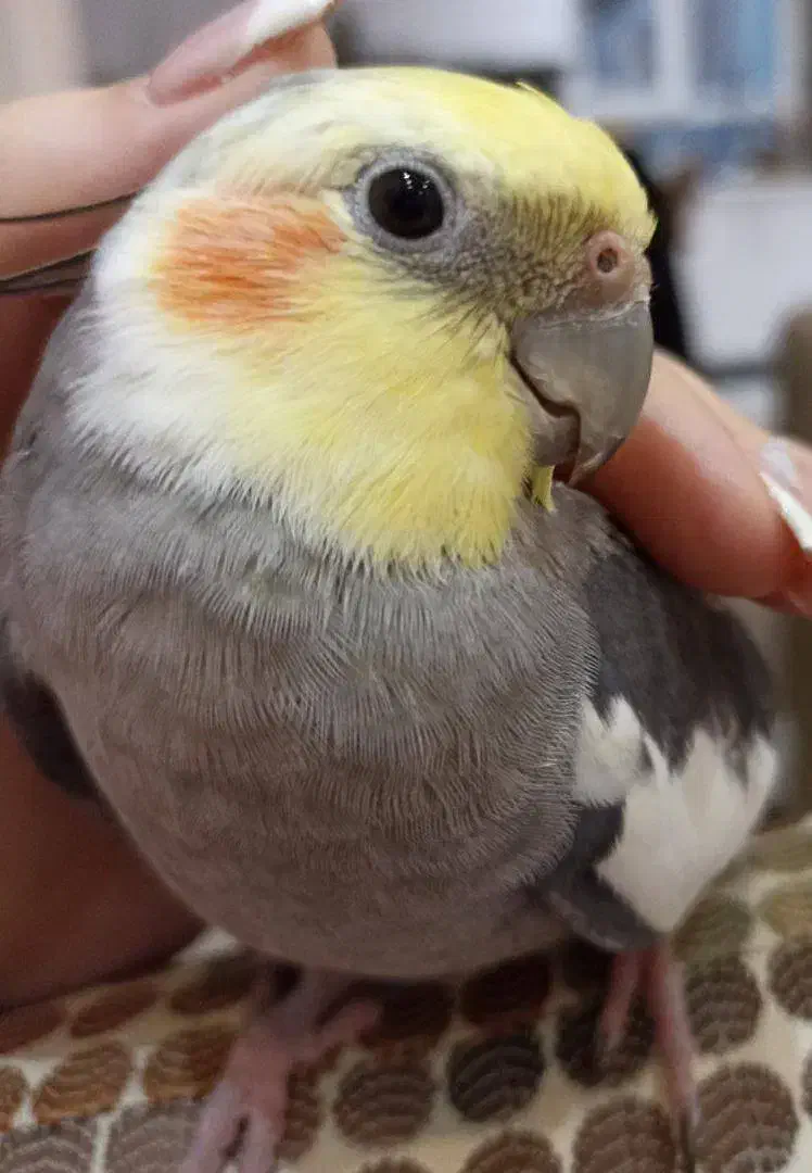 یه عروس هلندی گم شده در محدوده هنرستان و سوسر|پرنده|بندر انزلی, سوسر|دیوار