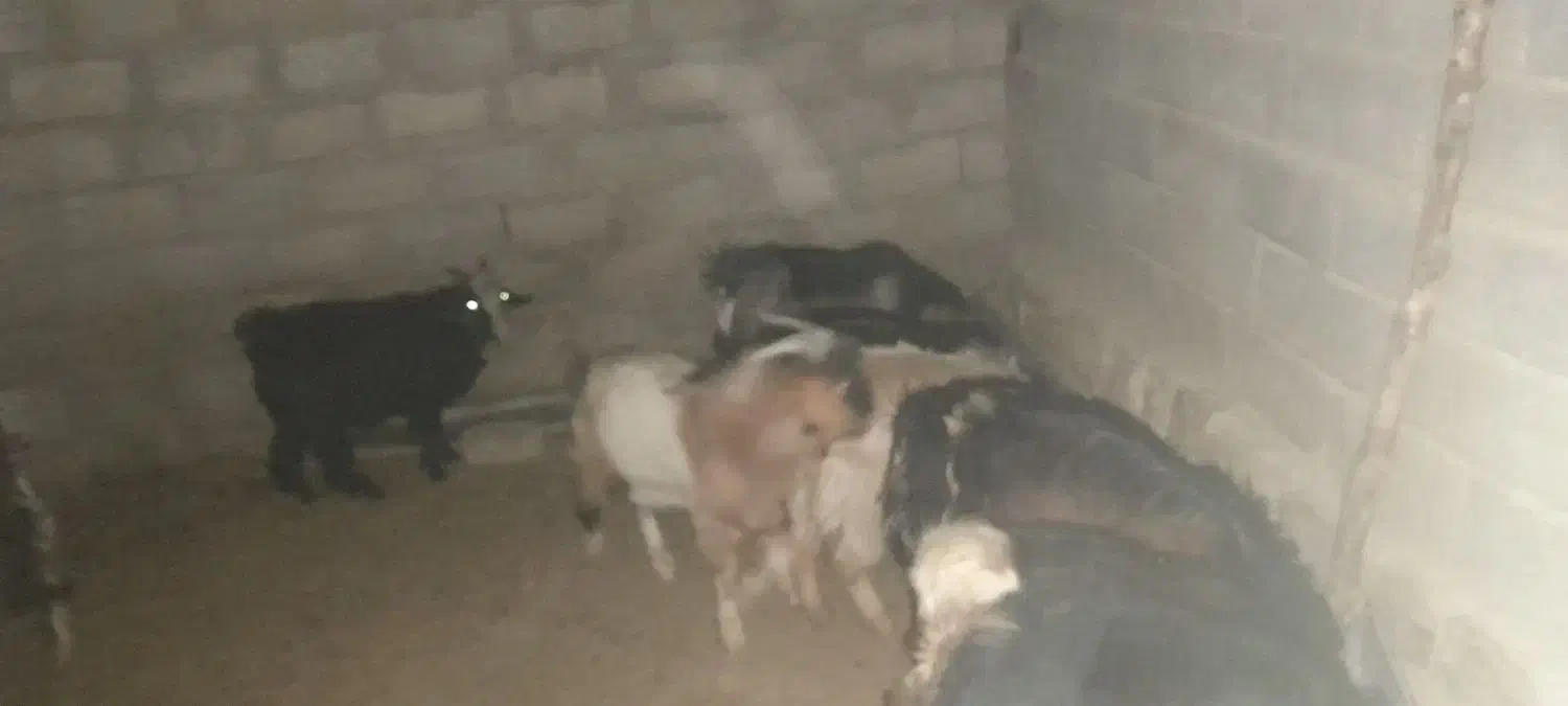 بزغاله|حیوانات مزرعه|چگنی, |دیوار