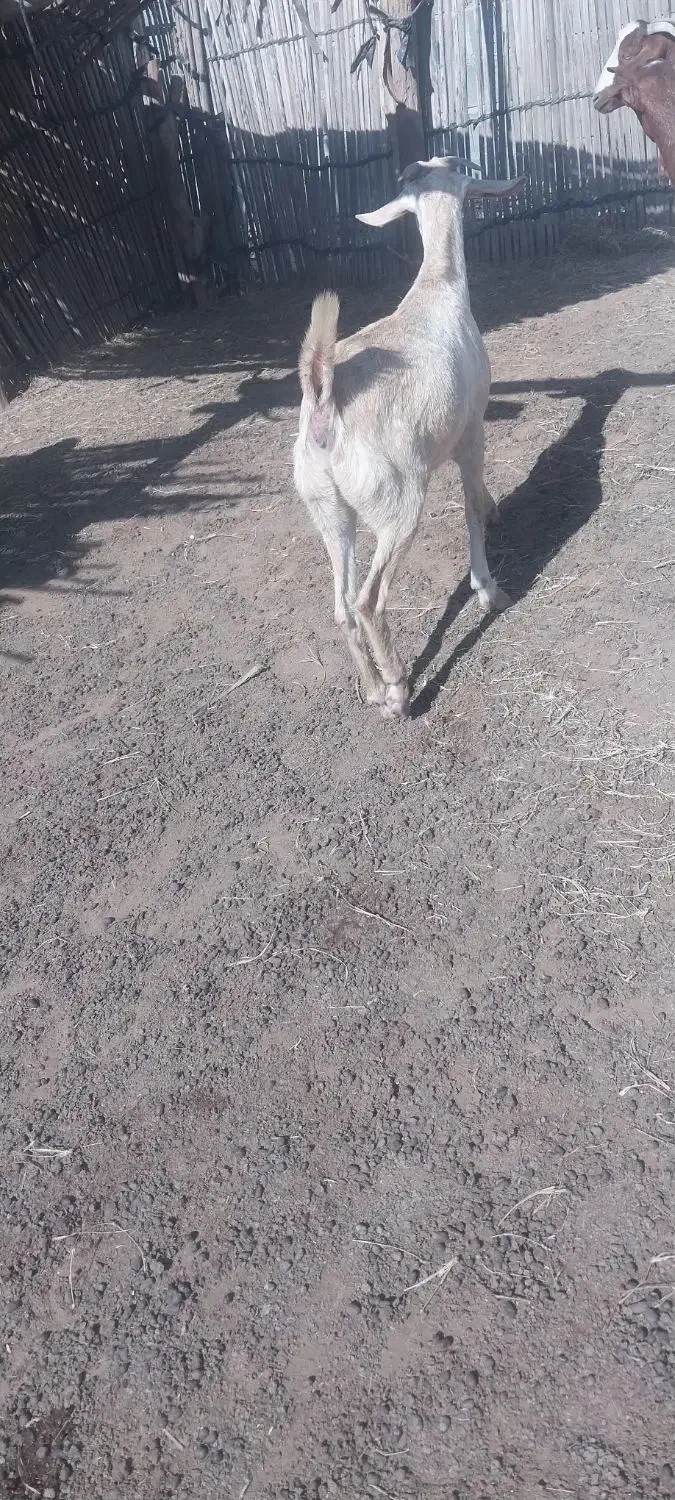 کهره و بز|حیوانات مزرعه|میناب, |دیوار