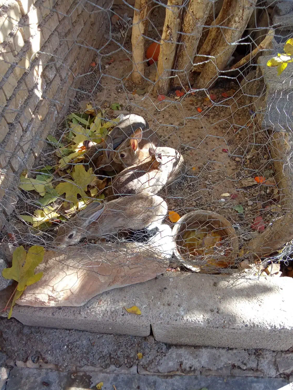 خرگوش|موش و خرگوش|ایذه, |دیوار