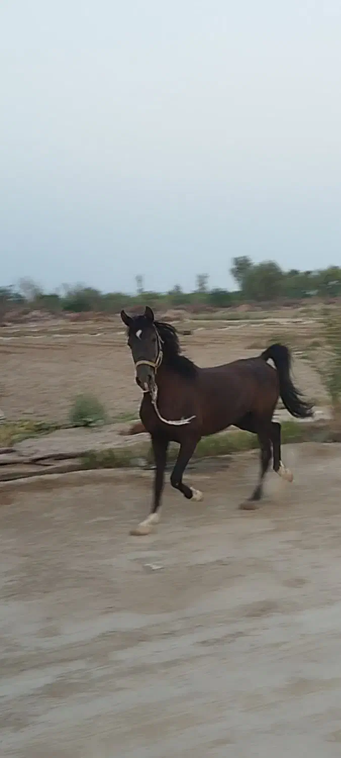 اسب|اسب و تجهیزات اسب‌سواری|قشم, |دیوار