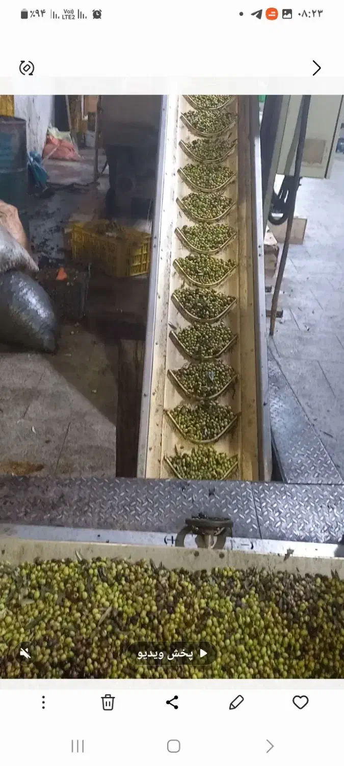 فروش روغن زیتون اصل رودبار|خوردنی و آشامیدنی|رشت, آب آسیاب|دیوار