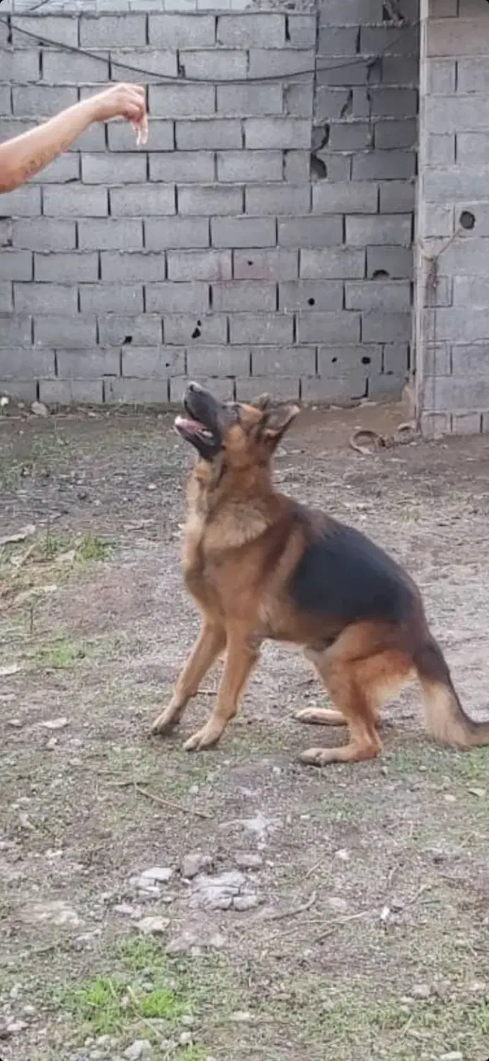 سگ ژرمن شیپرد نر|سگ|آمل, |دیوار