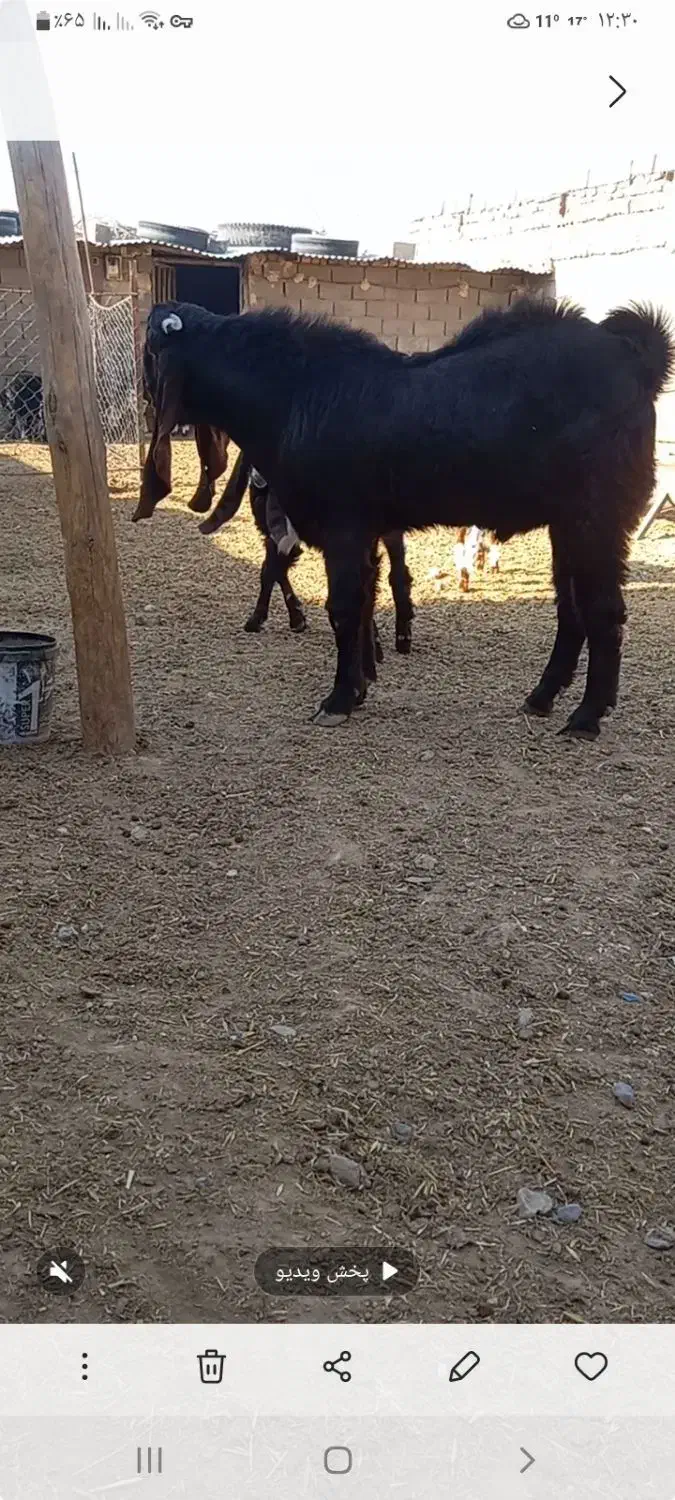 بزغاله نر پاکستانی جنس عالی فروشی|حیوانات مزرعه|سلامی, |دیوار