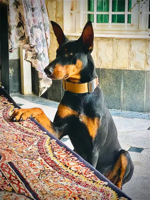 دوبرمن آلمان|سگ|اردبیل, |دیوار