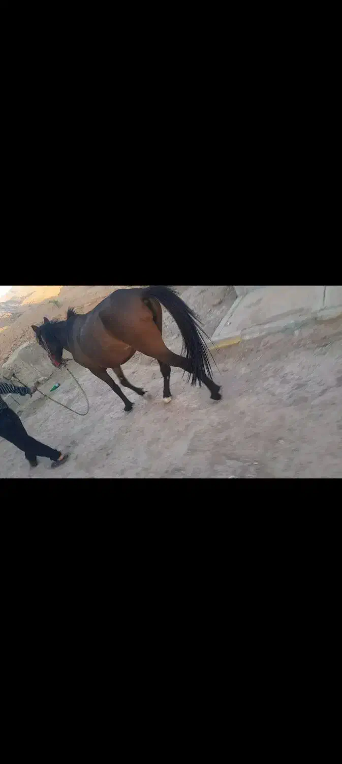 مادیان ۴ سال با خر ب رمه|حیوانات مزرعه|لالی, |دیوار