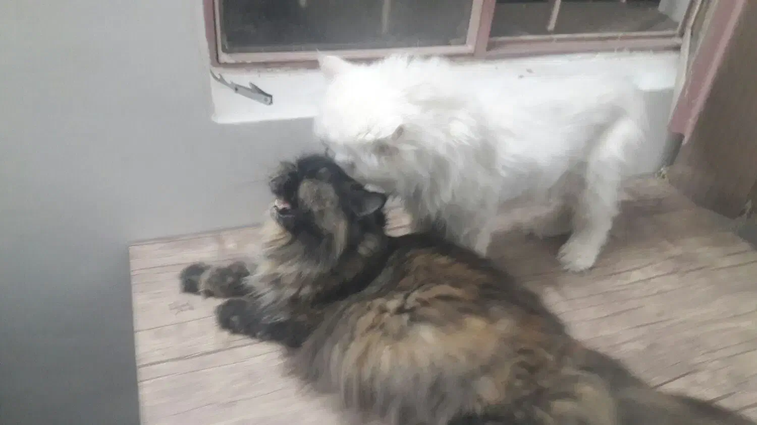 گربه پرشین اصل نر و ماده|گربه|اندیمشک, |دیوار