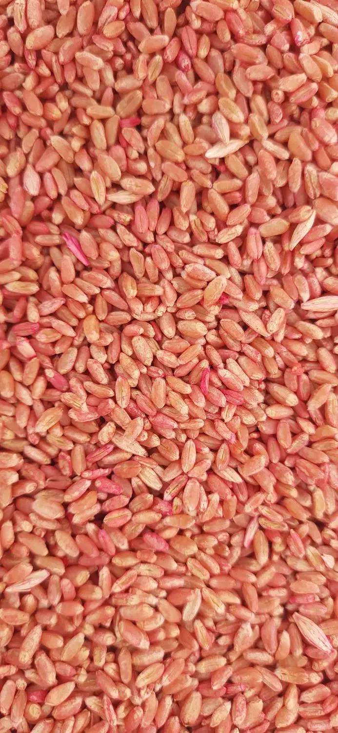 گندم پیشگام|خدمات باغبانی و درختکاری|شیروان (خراسان), |دیوار