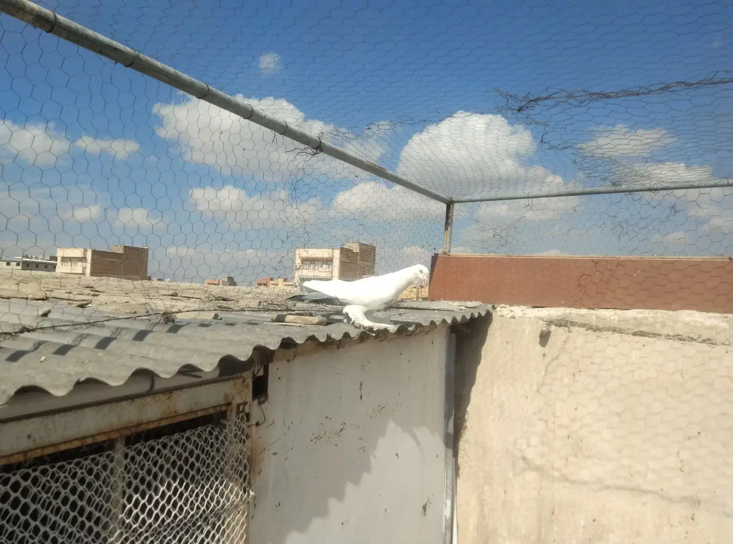 کبوتر|پرنده|تبریز, |دیوار