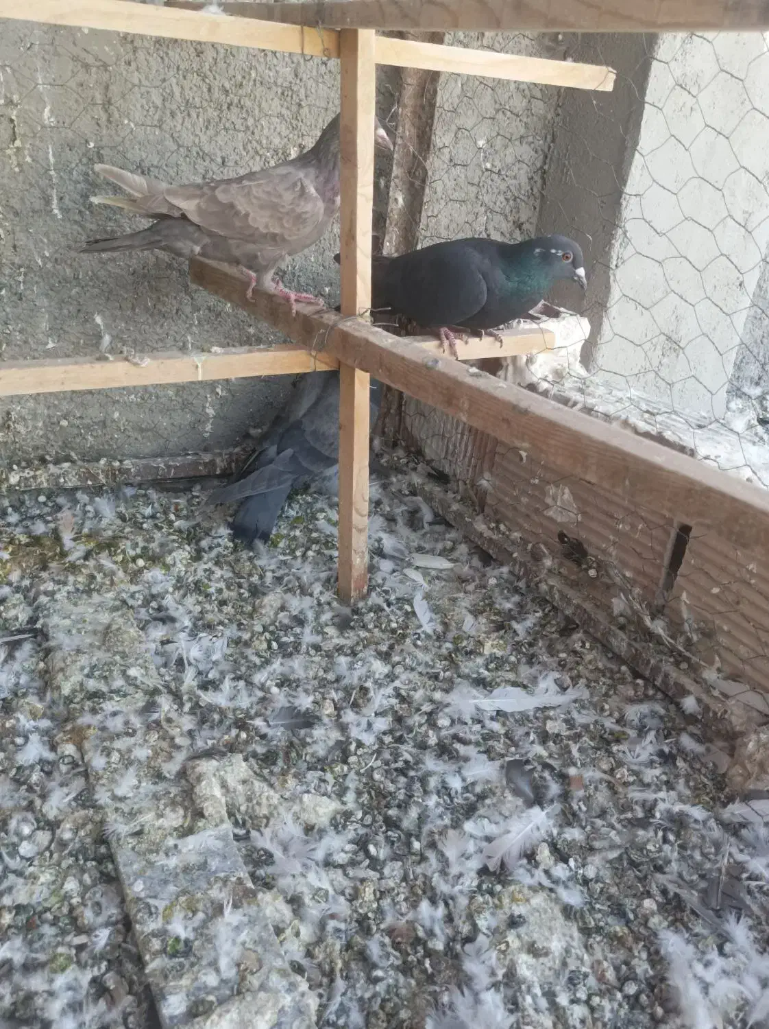 کبوتر شهرستانی|پرنده|پاکدشت, حصار امیر|دیوار