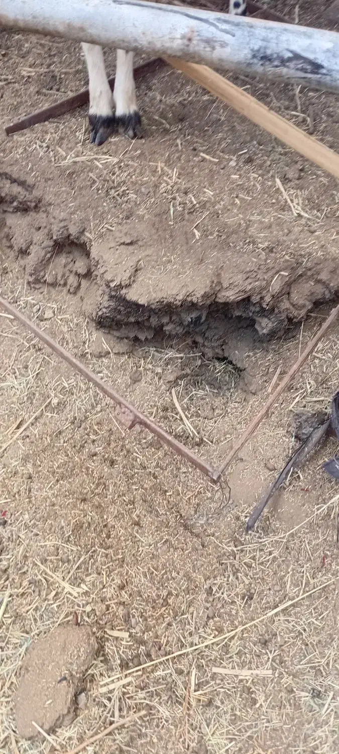 خاک گاو وگوسفند|گل و گیاه طبیعی|بم, |دیوار