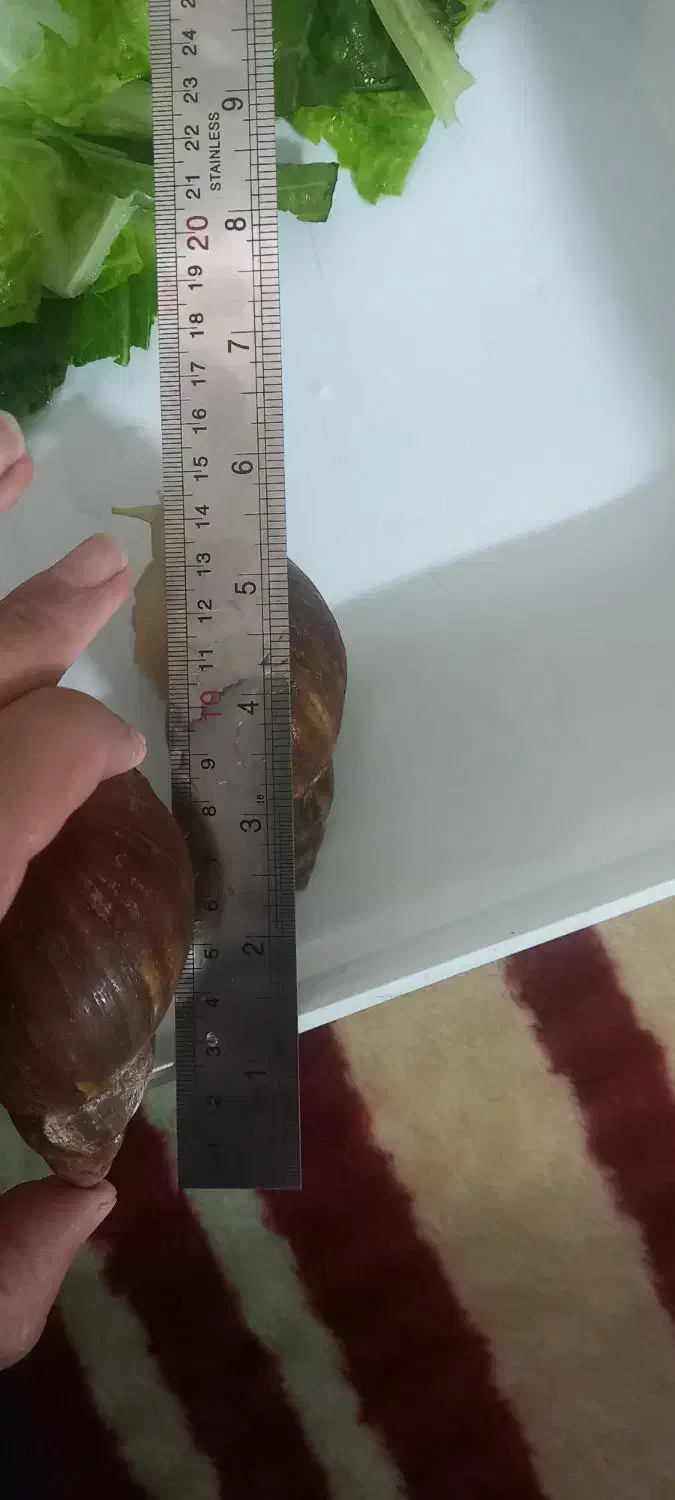 حلزون|خزنده|دورود, |دیوار