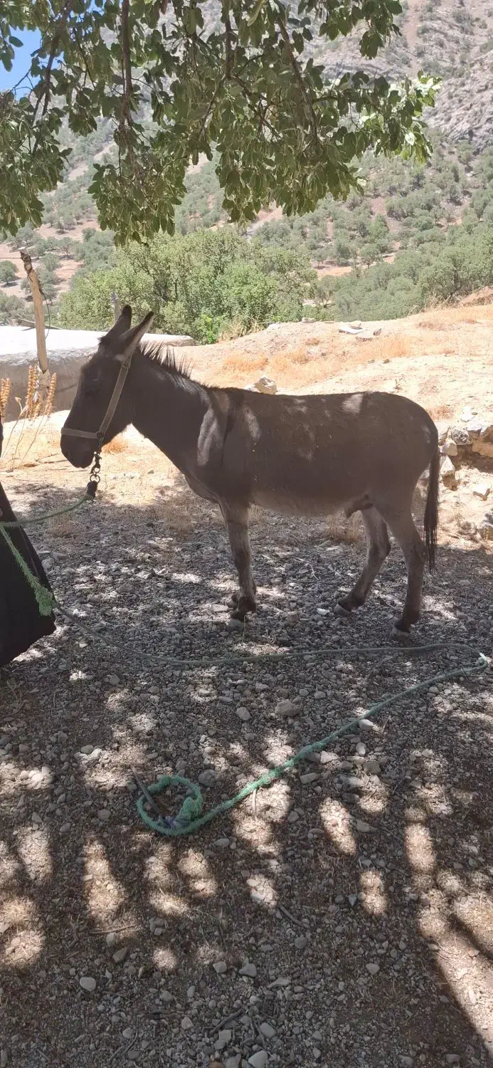 یک راس الاغ نر جوان|حیوانات مزرعه|لوداب, |دیوار