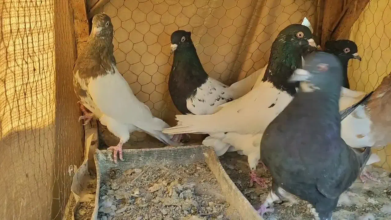 کبوتر کله ای|پرنده|مبارکه, |دیوار