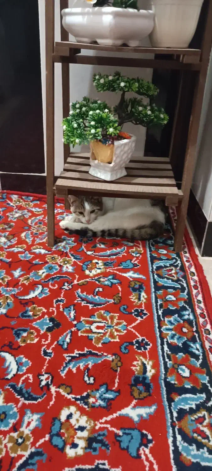 توله گربه DHS|گربه|تبریز, |دیوار