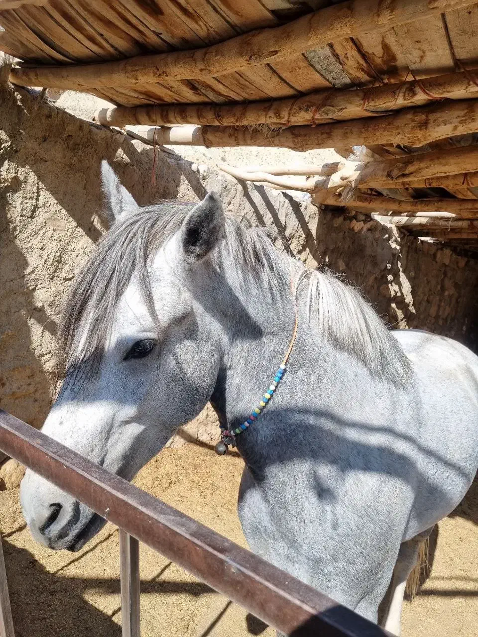 فروش‌نریون‌کرد‌.دره‌شور|اسب و تجهیزات اسب‌سواری|شاهرود, |دیوار