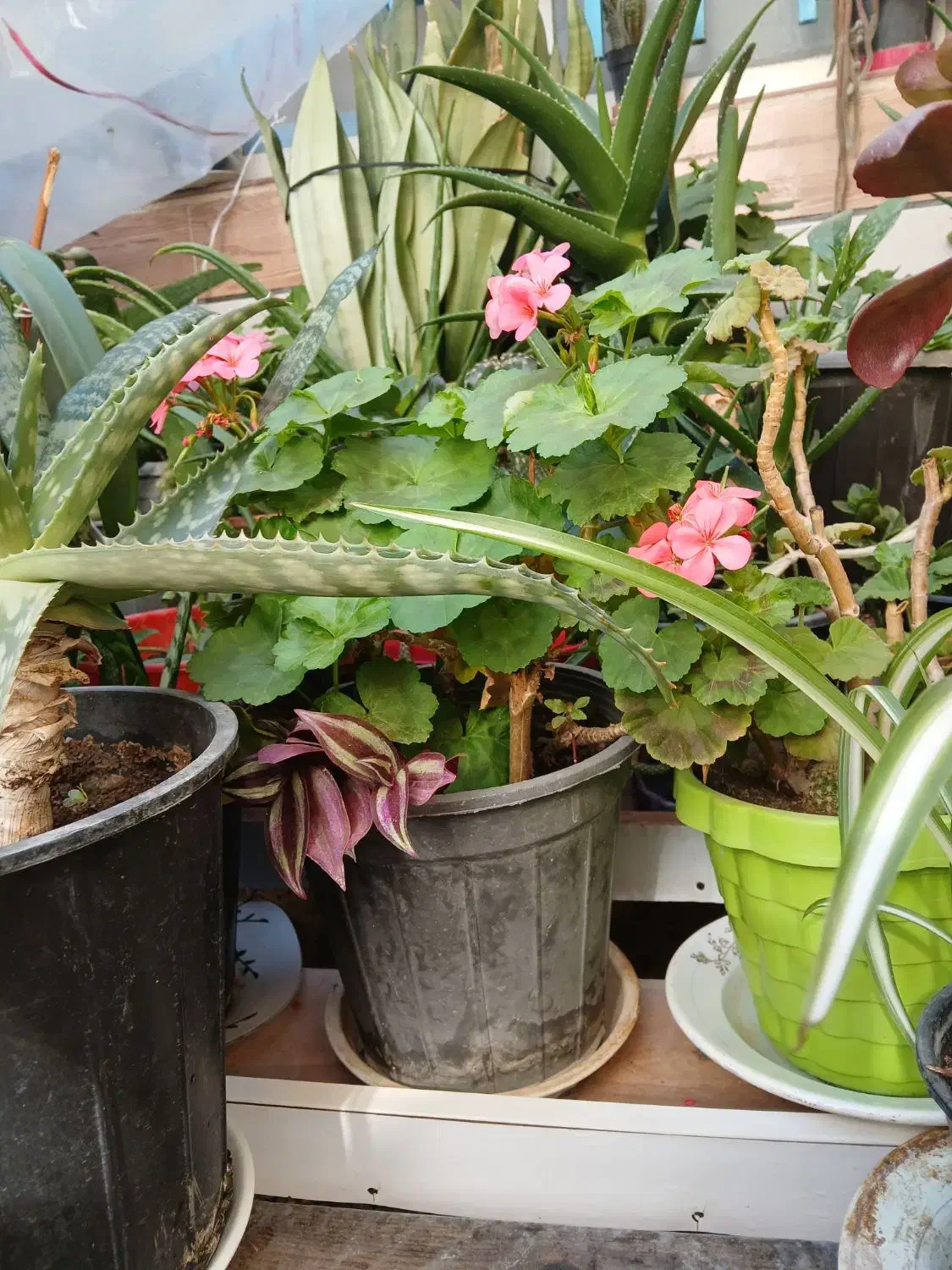 گل و گیاه|گل و گیاه طبیعی|قزوین, |دیوار