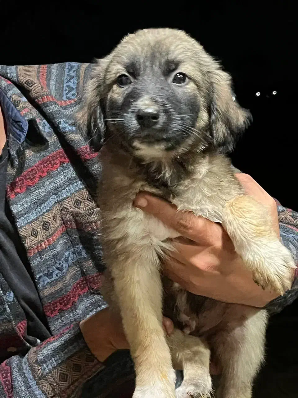 واگذاری رایگان سگ|سگ|رشت, حومه رشت|دیوار