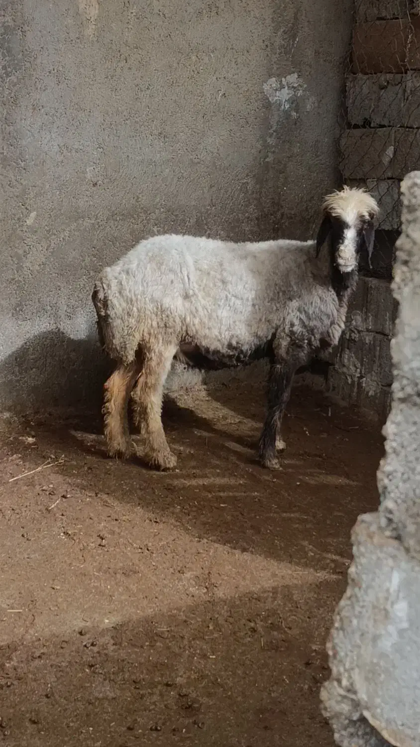 میش|حیوانات مزرعه|چغادک, |دیوار