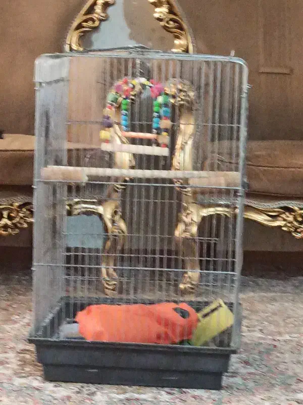 قفس کاسکویی با لونه که روی قفس بسته میشه خودش|لوازم جانبی حیوانات|قم, شهرک توانیر|دیوار