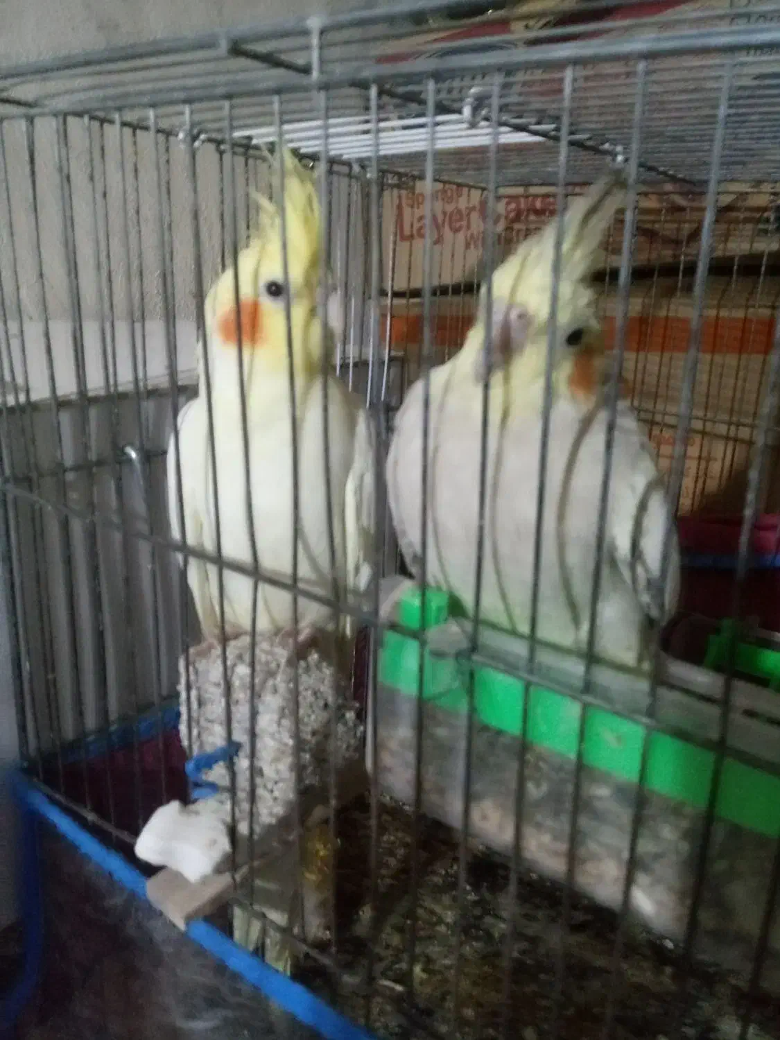 جفت عروس هلندی معاوضه|پرنده|کرمان, |دیوار