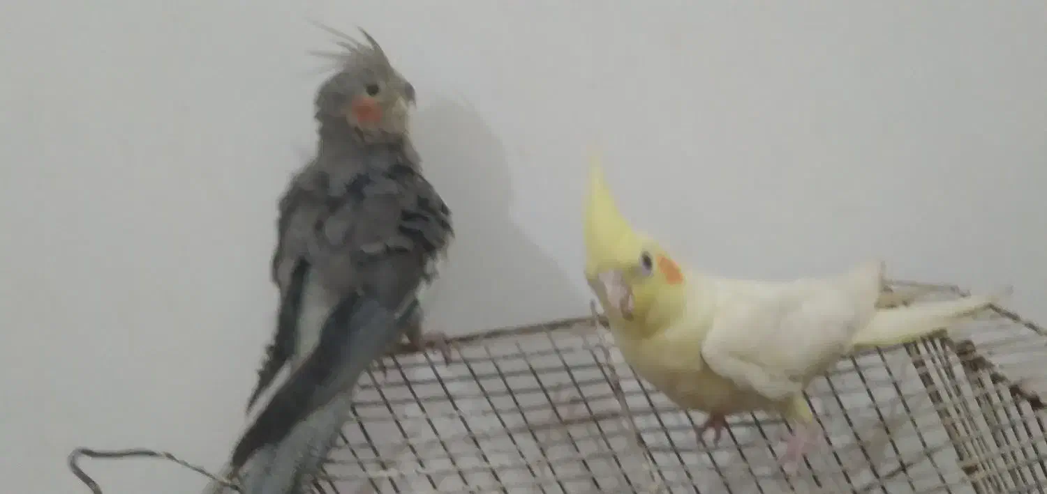 دو عروس هلندی دستی کامل خیلی ناز|پرنده|اهواز, شهرک اندیشه|دیوار