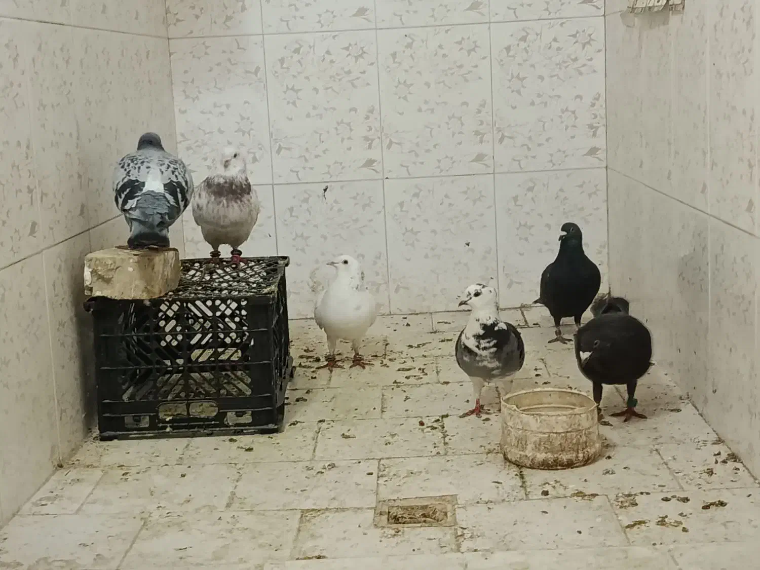 کبوتر پرشی|پرنده|راز وجرگلان, |دیوار