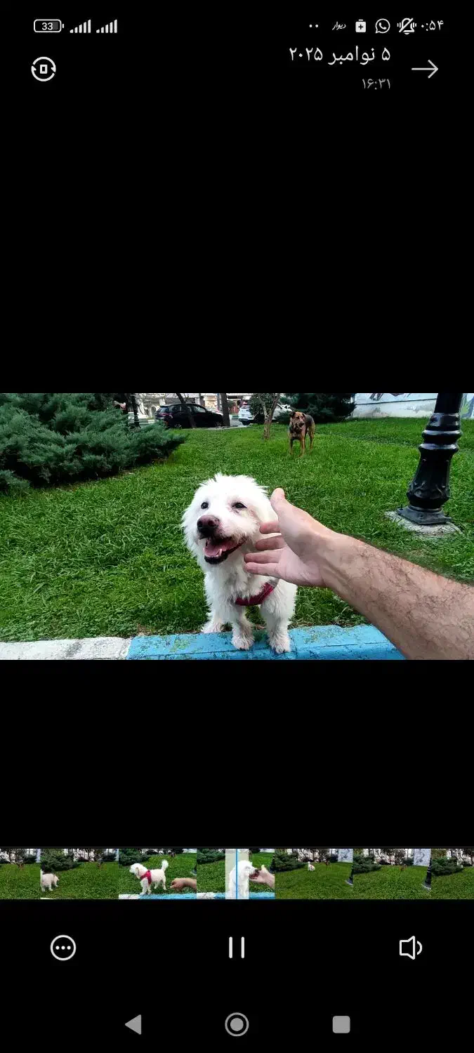 سگ اشپیتز گم شده گمشده در سنگر|حیوانات|سنگر, |دیوار