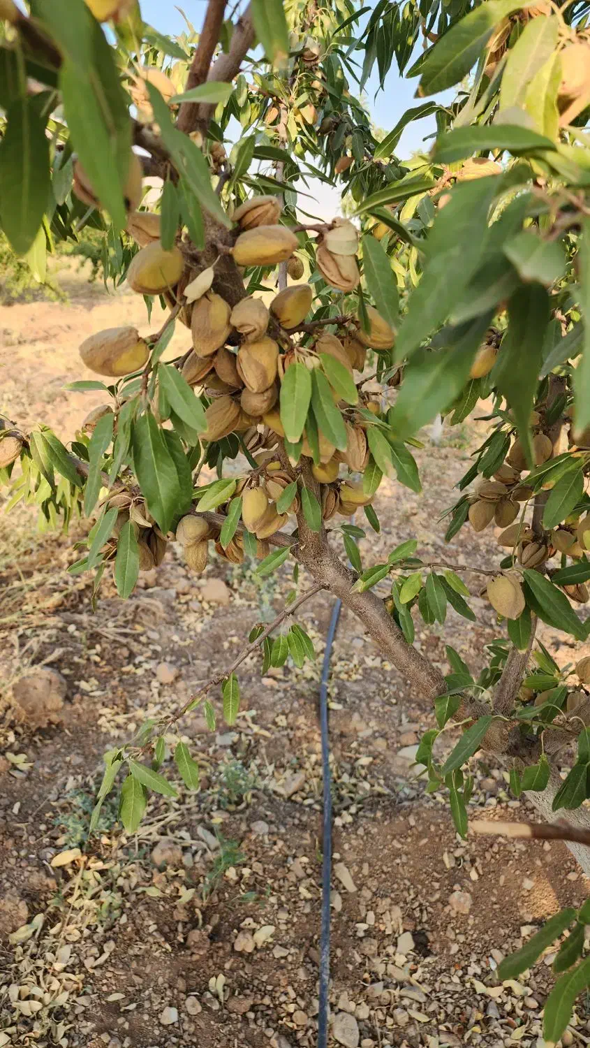 نهال بادام تونو|گل و گیاه طبیعی|یاسوج, |دیوار