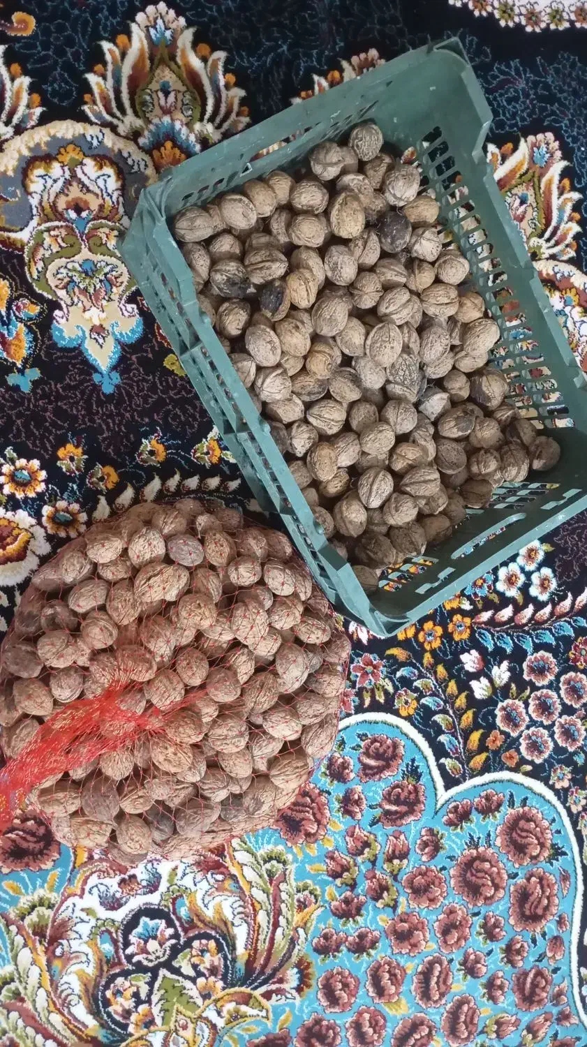 گردو|خوردنی و آشامیدنی|مشگین شهر, |دیوار