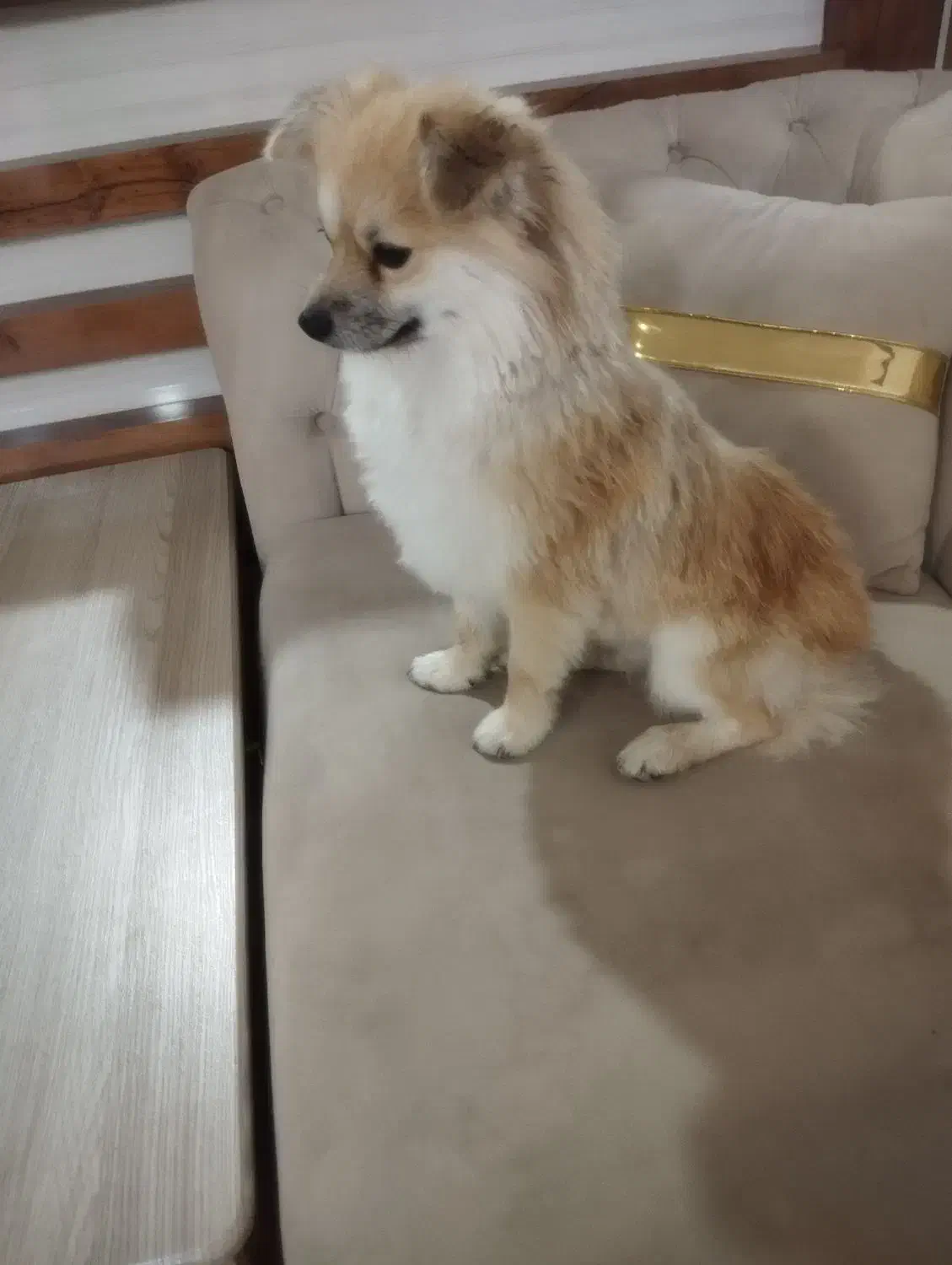 سگ پامرانین اصیل|سگ|تربتحیدریه, باغ سلطانی|دیوار