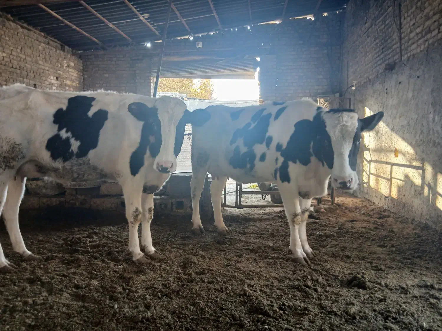 دوراس گاو درخمینی شهر|حیوانات مزرعه|خمینی‌شهر, |دیوار